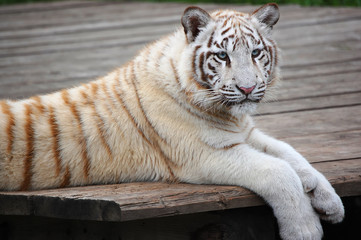 White Tiger Single Portrait