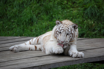 White Tiger Washing Itself