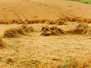 Niedergedrücktes Getreidefeld