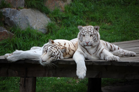 Fototapeta White Tigress Having Rest With Her Cub