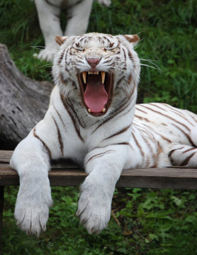 White Tigress Is Yawning