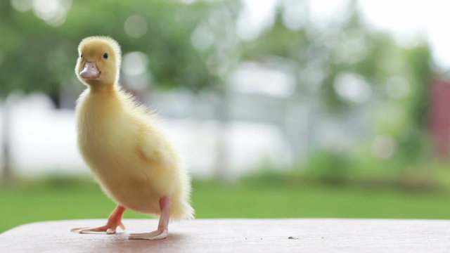 yellow duckling quacking, walking and flittering