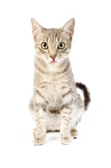 Fototapeta premium Cat showing tongue out