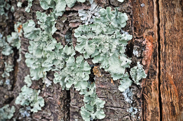 LICHENI SU TRONCO DI ALBERO