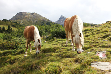 wild horses