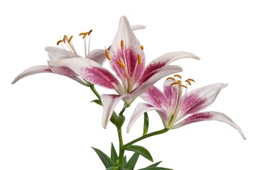 Fototapeta premium lilies
