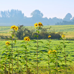 Staudensonnenblume, Helianthus decapetalus, Herbstmorgen