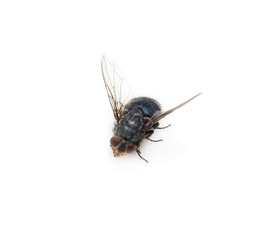 Fly on a white background