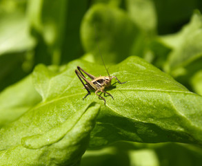 Grasshopper on the nature