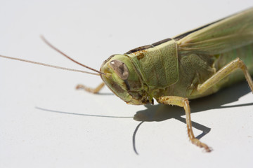 grasshopper macro