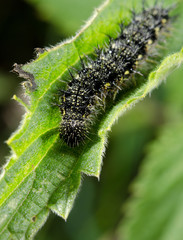 small tortoiseshell caterpillar focus on head