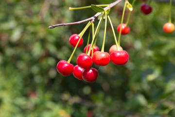 red cherries on the tree