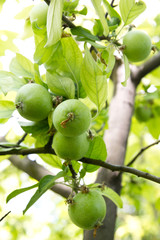 green apples on the tree