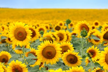 Acrylic prints Sunflower Beautiful sunflower field
