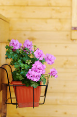 Flowerpot with lilac flowers outdoor