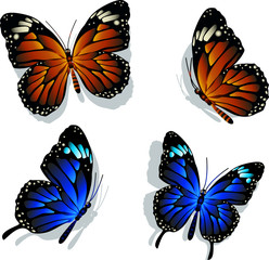 beautiful butterfly illustration
