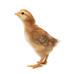 a little chicken on a white background