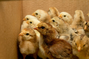 small chicks