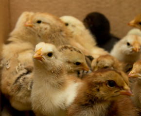 small chicks