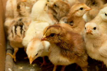 small chicks
