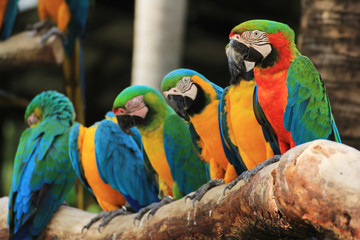 Group of Macaw Birds [Scarlet Macaw] [Ara ararauna]