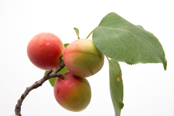apricots on a white background