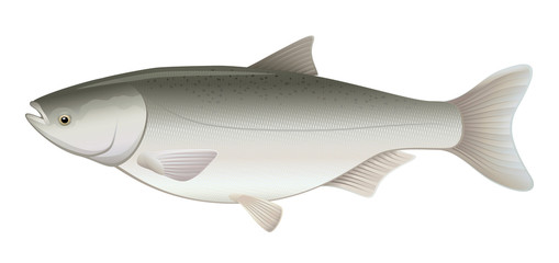 Silver Carp Freshwater Fish (Hypophthalmichthys molitrix)
