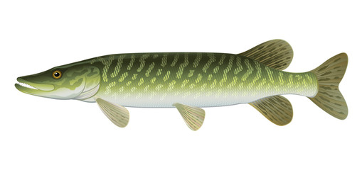 Obraz premium Northern Pike (Esox Lucius) Freshwater Fish.