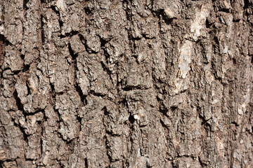 tree bark in the background