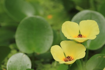 ウォーターポピー