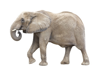 Obraz premium African Elephant Cutout