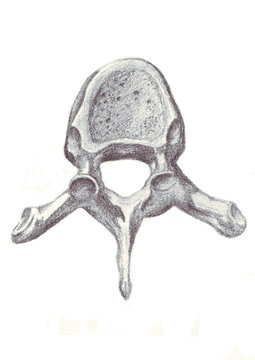 Vertebra