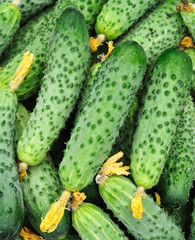 Cucumbers in bulk