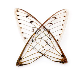 cicada wings.