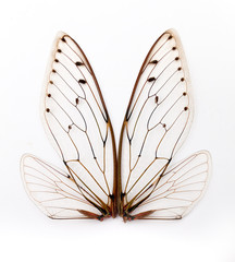cicada wings.