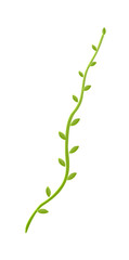 vector icon ivy