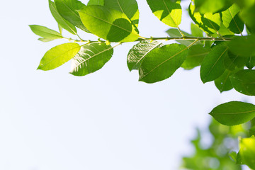 Young green leaves in summer morning