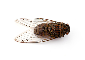 cicada insect.