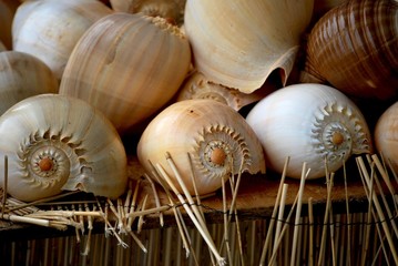 Hintergrund Muscheln