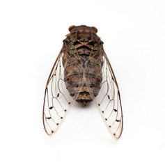 cicada insect.