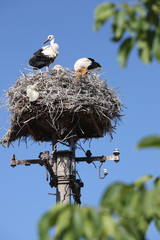 White storks in nest
