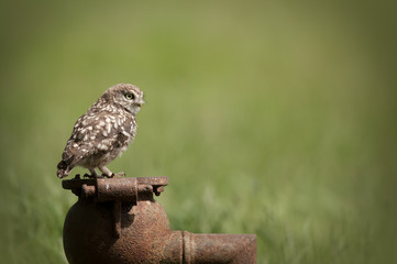 Little Owl
