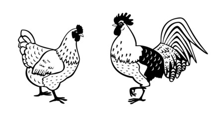 hen and rooster black white