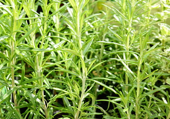 Obraz premium Rosmarin (Rosmarinus officinalis)