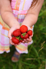 Child's hands full of strawberry