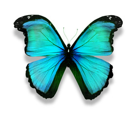 Morpho turquoise butterfly , isolated on white