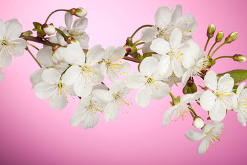 Cherry tree branch with spring white flowers