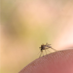 Mosquito on human skin