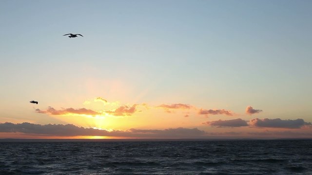 Baltic Sea and flying birds on sunset background