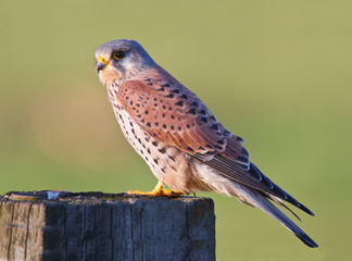 A kestrel on a pole